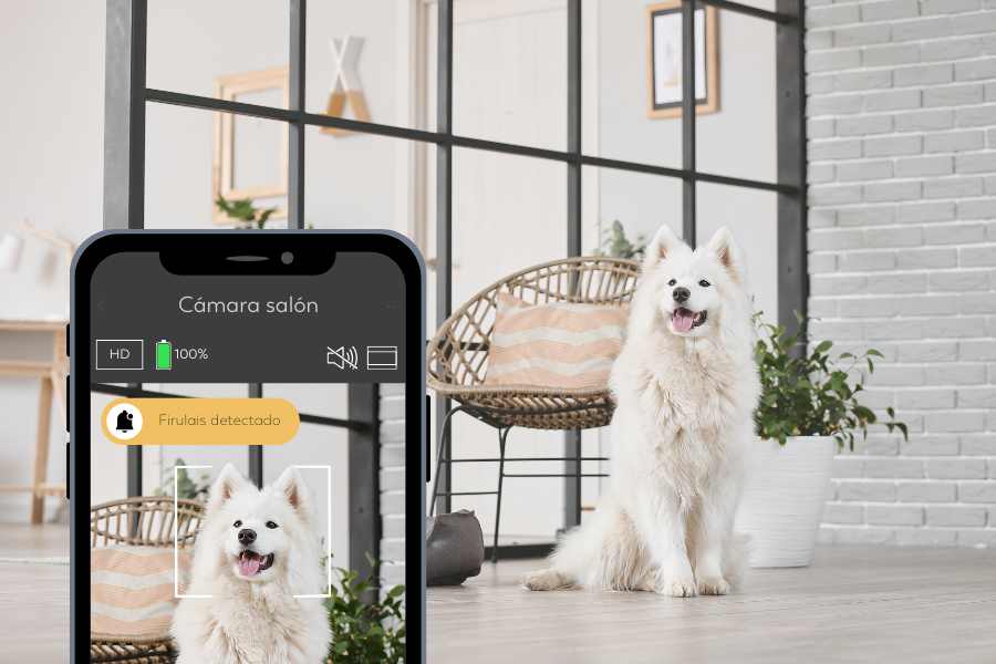 Alarmas para Hogares con Mascotas: Evita Falsas Alertas sin Sacrificar Seguridad