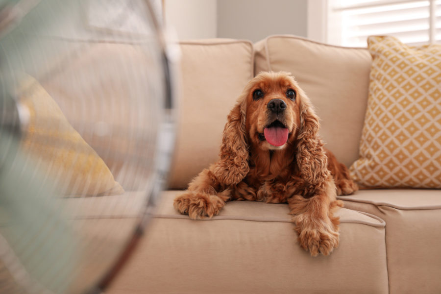 perro con la lengua fuera en el sofá frente al ventilador