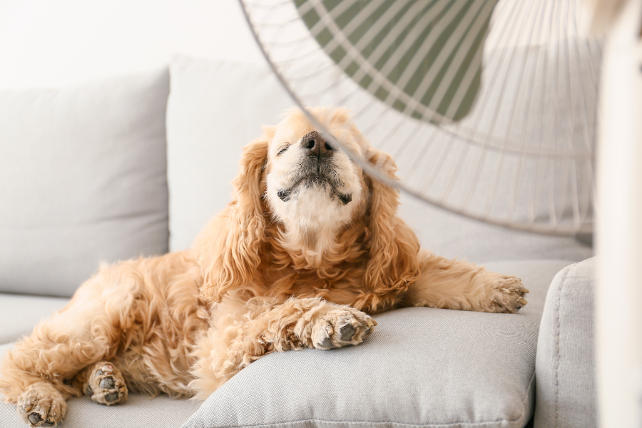 perro sonriente tumbado en un sofá frente a un ventilador